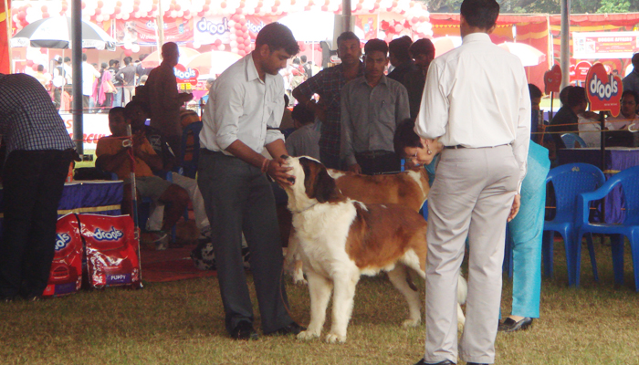 Image Caption